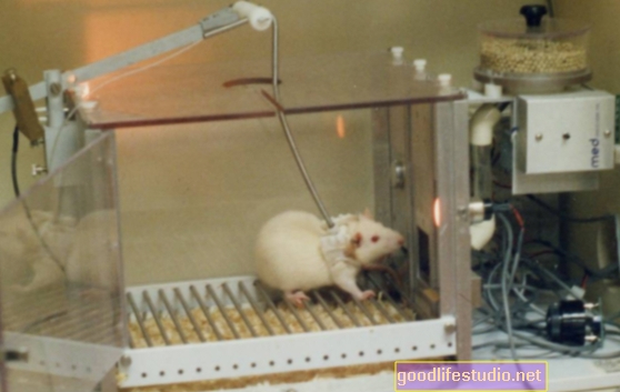 Študija na podganah: Zmerna doza ekstaze je lahko smrtna v vročem, prenatrpanem okolju