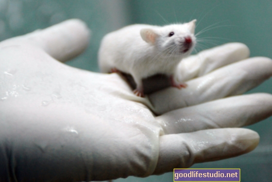 Lo studio sui ratti mostra che l'agopuntura riduce la molecola dello stress