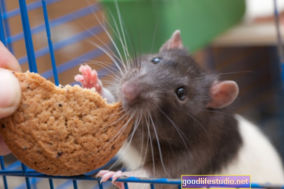 Lo studio sui ratti mostra il potere dell'istinto intestinale