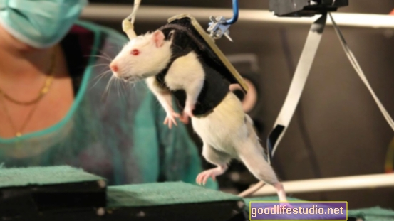Studie na potkanech navrhuje kognitivní trénink v dospívání zmírňuje schizofrenii