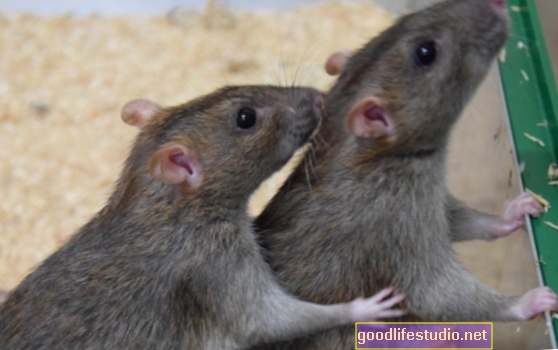 Дослідження щурів пропонує різні системи винагород у мозку підлітків