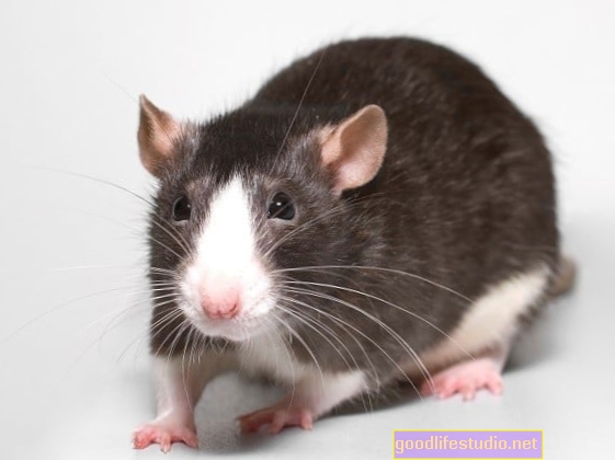 Kajian Tikus Mencadangkan Senaman Dapat Mengurangkan Sakit Saraf