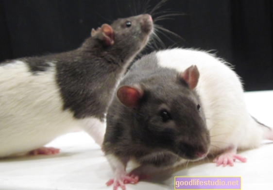 Lo studio sui ratti suggerisce un collegamento tra cognizione, sonno e schizofrenia
