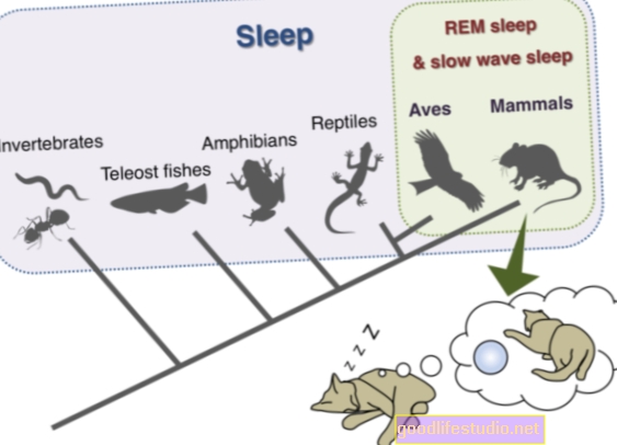 Vai trò của giấc ngủ REM so với giấc ngủ không REM đối với việc học
