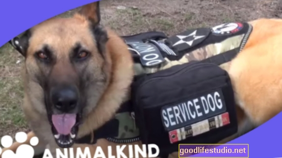 Los perros de servicio pueden reducir los síntomas de PTSD en los veteranos