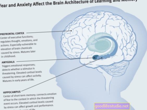 Lo stress influenza l'apprendimento e la memoria