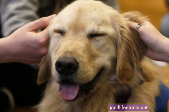 Los perros de terapia pueden aliviar el estrés de los estudiantes universitarios