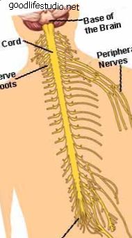 гръбначен мозък и нервни структури