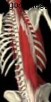 mușchii coloanei vertebrale