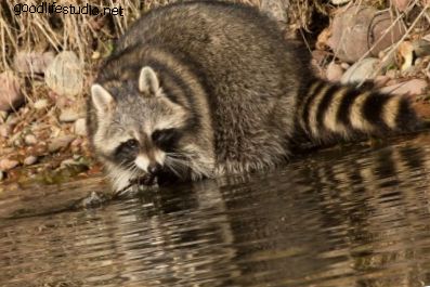 Raccoon: Haiwan Roh, Simbolisme dan Makna