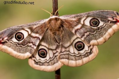 Moth szimbolizmus