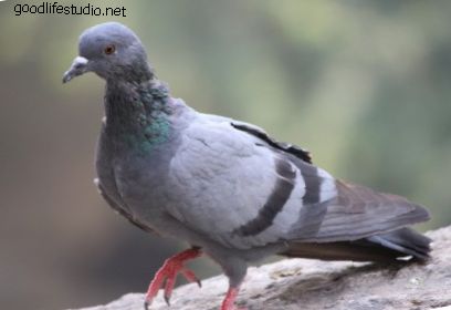 Pigeon, Dove: Haiwan Roh, Simbolisme dan Makna