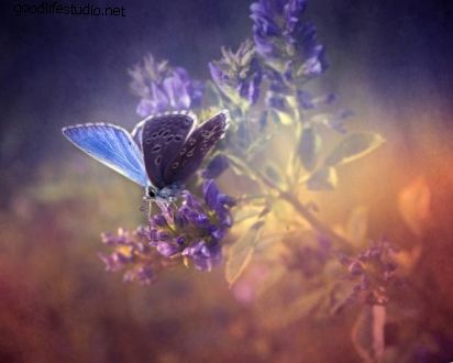 Papillon: animal spirituel, symbolisme et signification