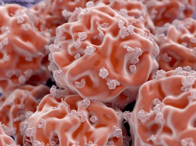 Dospělé kmenové buňky a indukované pluripotentní kmenové buňky