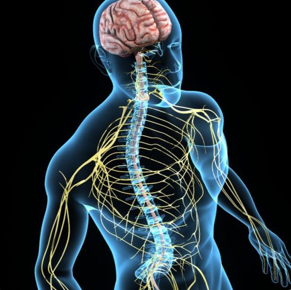Депресанти и стимуланти на централната нервна система (ЦНС)
