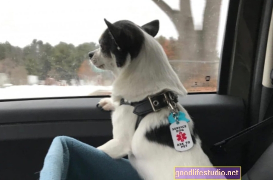 Maine Voices: crescător de câini, terapeut și Liam au creat un miracol Chihuahua