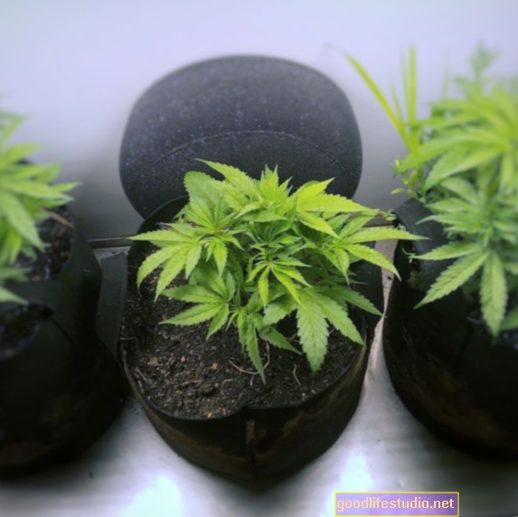 Ossessione per la marijuana: quando la famiglia trasforma il Ringraziamento in Weedsgiving