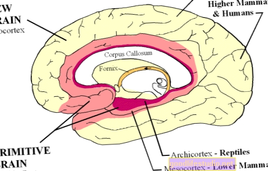 Otkriven novi moždani mehanizam za anksioznost
