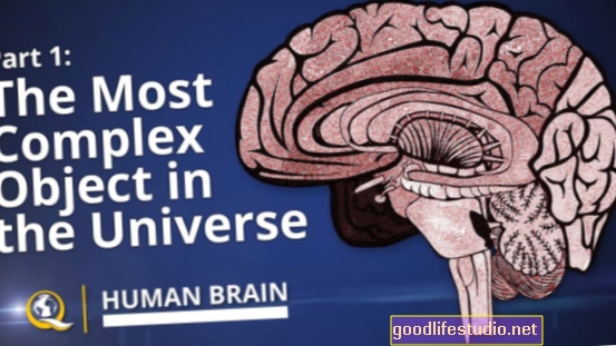 Nuestros cerebros complejos