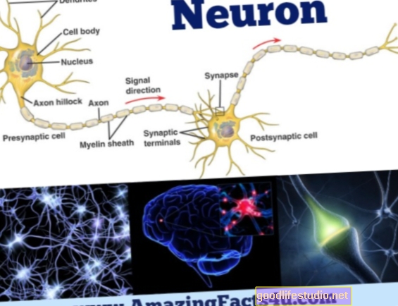 Hämmastav neuron: faktid neuronite kohta