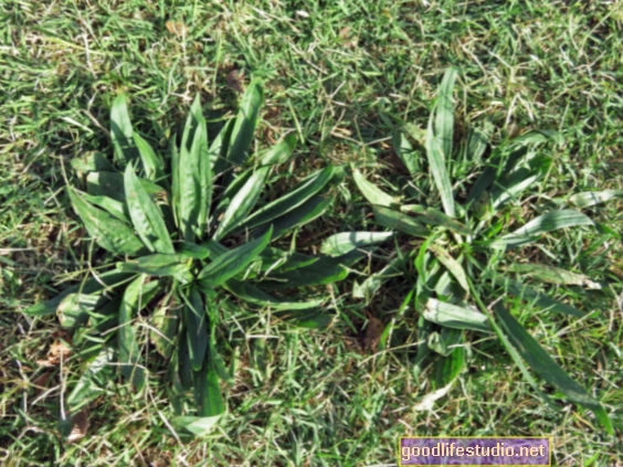 Mauvaises herbes dans le jardin: traumatisme et culpabilité